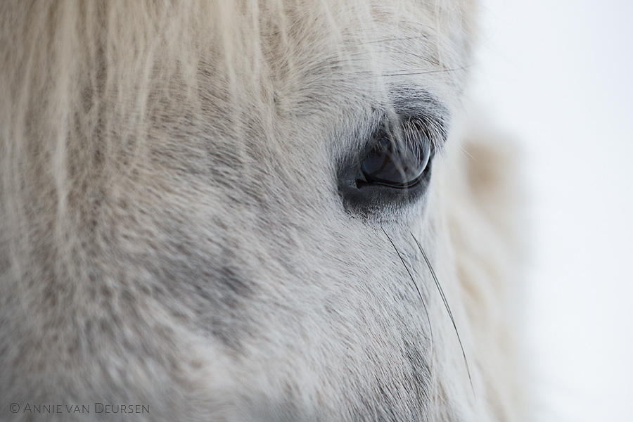 IJslandse paarden. Icelandic horses.