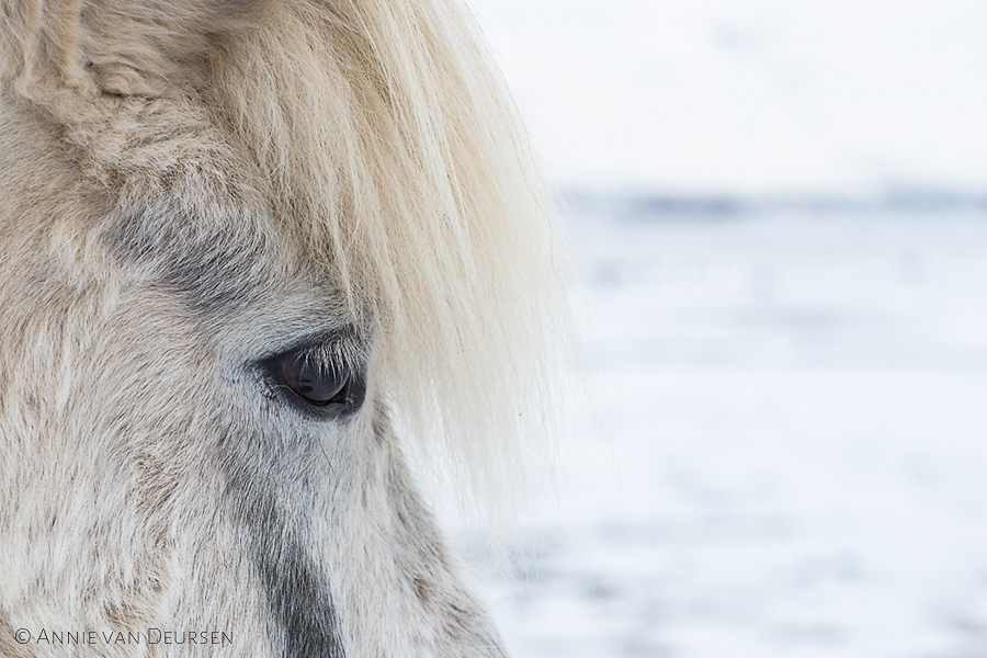 IJslandse paarden. Icelandic horses.