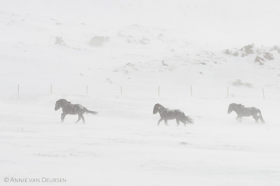 IJslandse paarden. Icelandic horses.