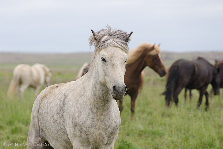 IJslandse paarden. Icelandic horses.