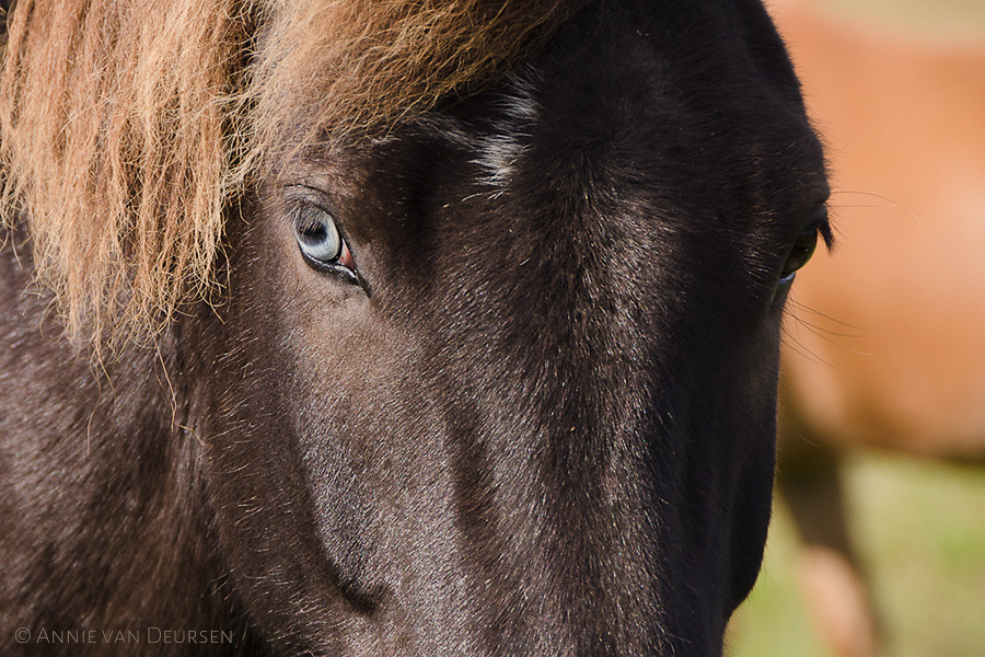 IJslandse paarden. Icelandic horses.