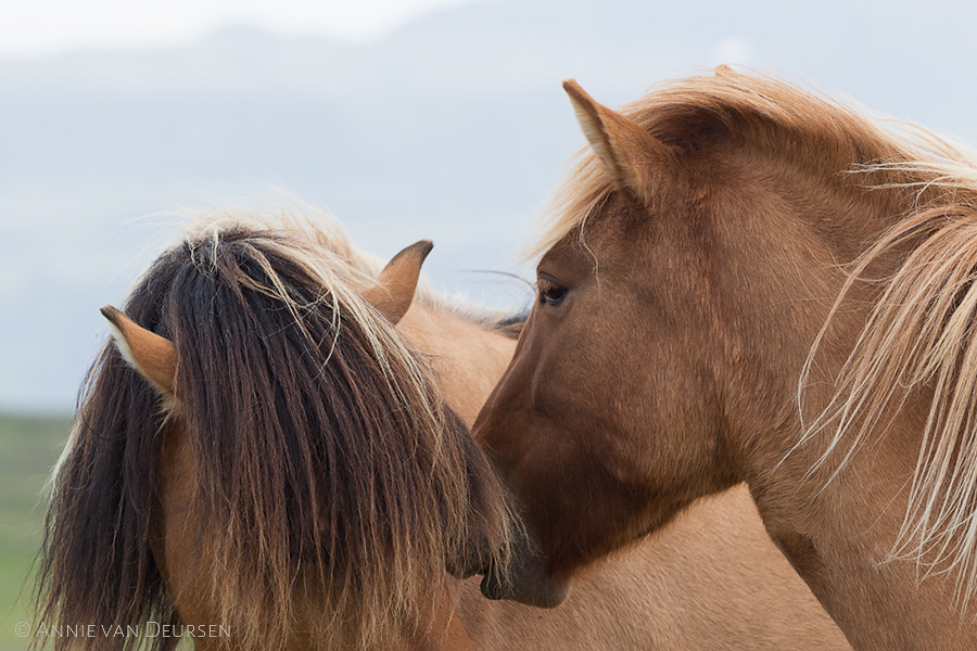 IJslandse paarden. Icelandic horses.