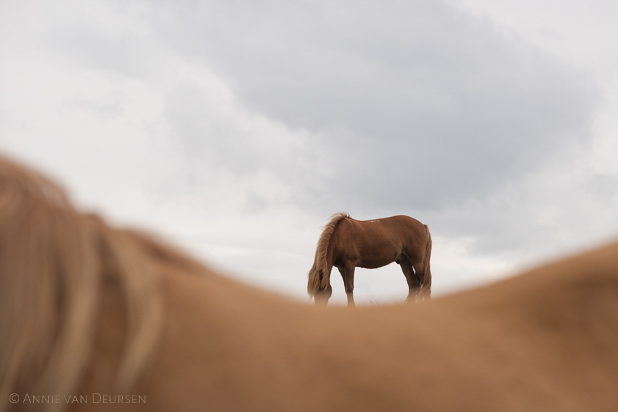 IJslandse paarden. Icelandic horses.