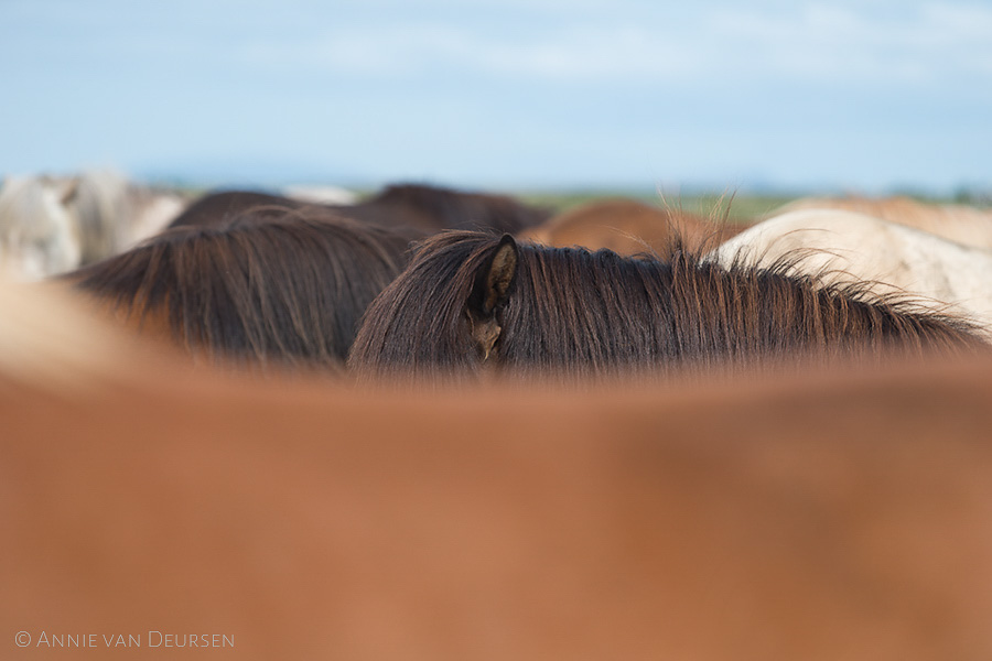 IJslandse paarden. Icelandic horses.