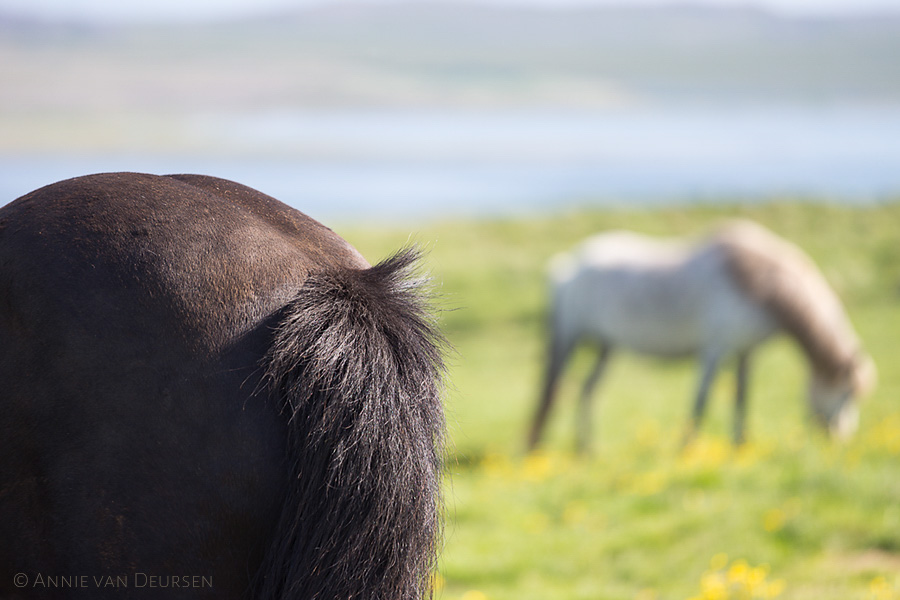 IJslandse paarden. Icelandic horses.