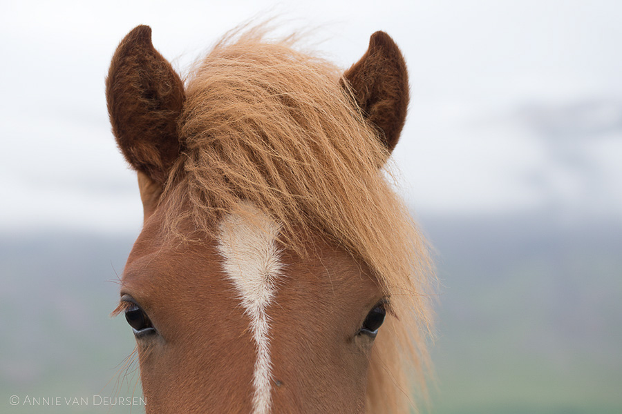 IJslandse paarden. Icelandic horses.