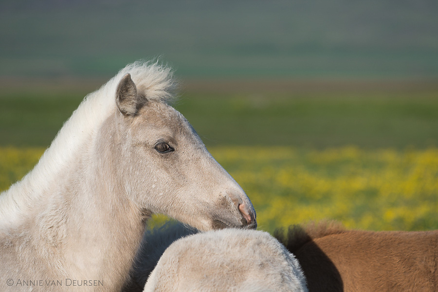 IJslandse paarden. Icelandic horses.