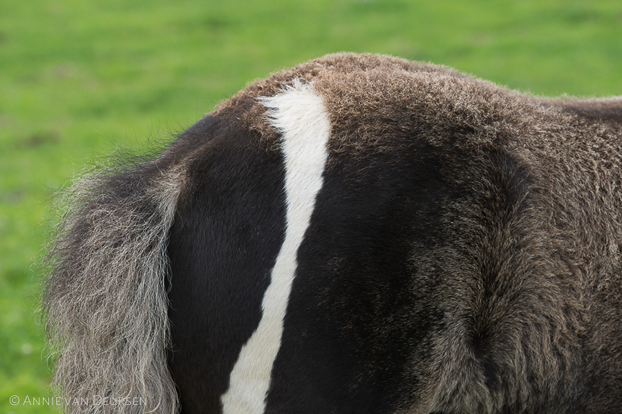 IJslandse paarden. Icelandic horses.