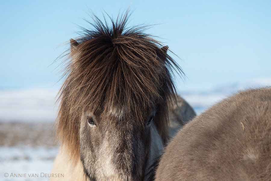 IJslandse paarden. Icelandic horses.