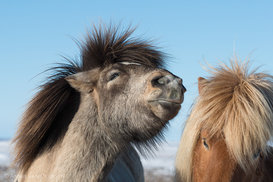 IJslandse paarden. Icelandic horses.