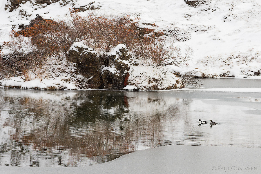 IJslandse brilduikers tijdens sneeuwbui in Mývatn. Barrow's goldeneyes in the snow in Mývatn (Iceland).